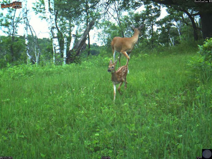 6-15-15 doe and fawn 1