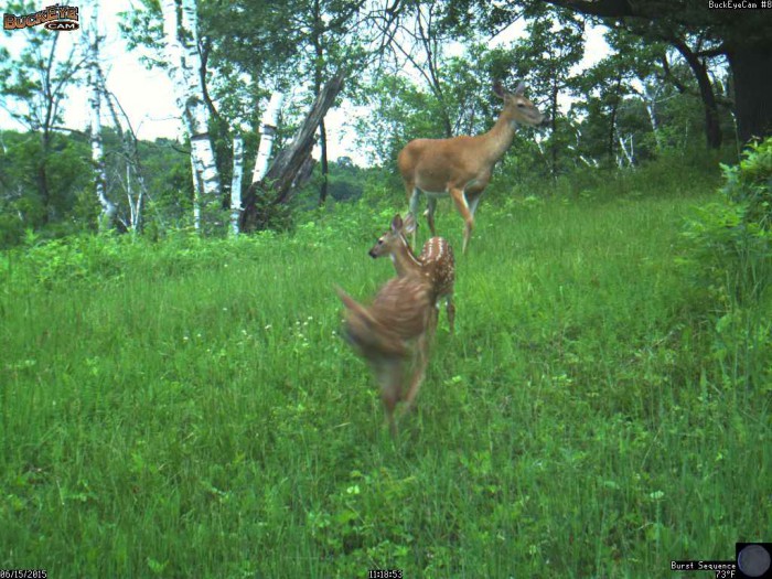 6-15-15 doe and fawns 2