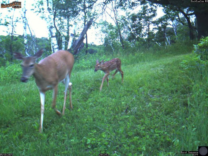 6-16-15 doe and fawn 4
