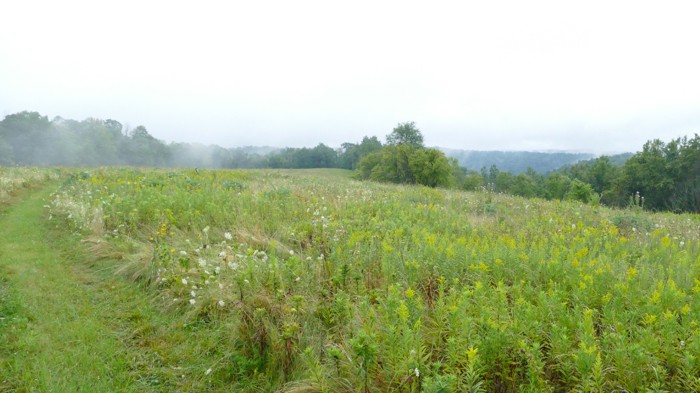 misty morning on Buffalo Ridge