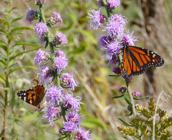 Painted Lady and Monarch 9-20-15