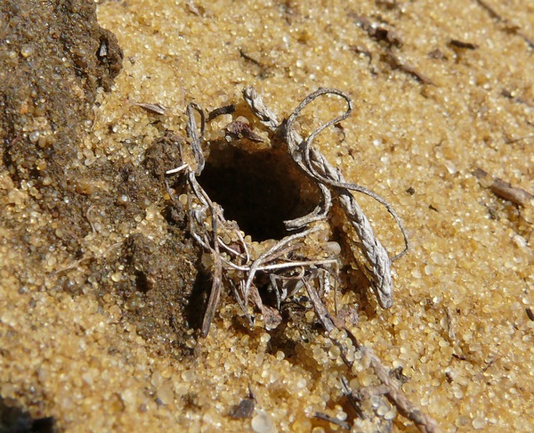 https://www.prairiehaven.com/wp-content/uploads/2011/02/4-14-08-insect-hole-on-sandy-place.jpg
