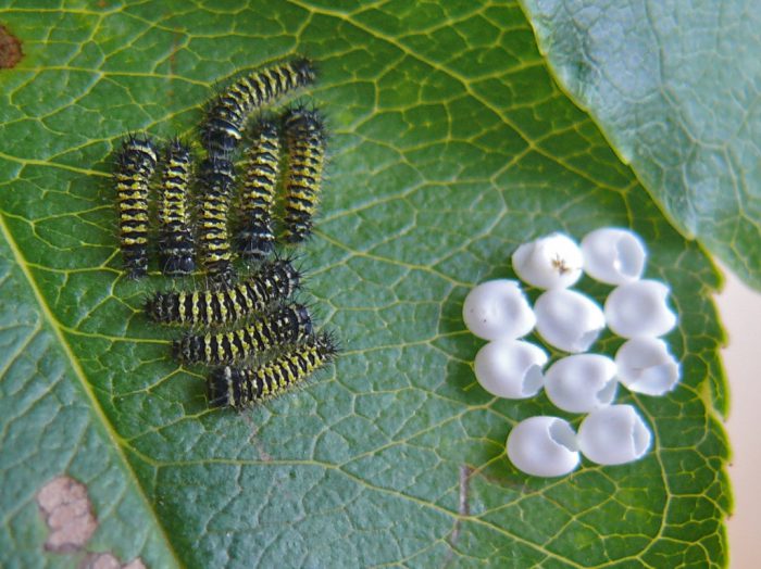 callosamia-promethea-eggs-and-larvae-7-22-09-1