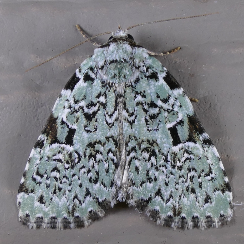Leuconycta diphteroides – Green Leuconycta | Prairie Haven