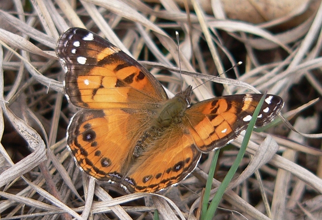 american painted lady 4-07