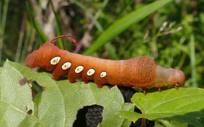 Eumorpha pandorus caterpillar 8-22-15 2