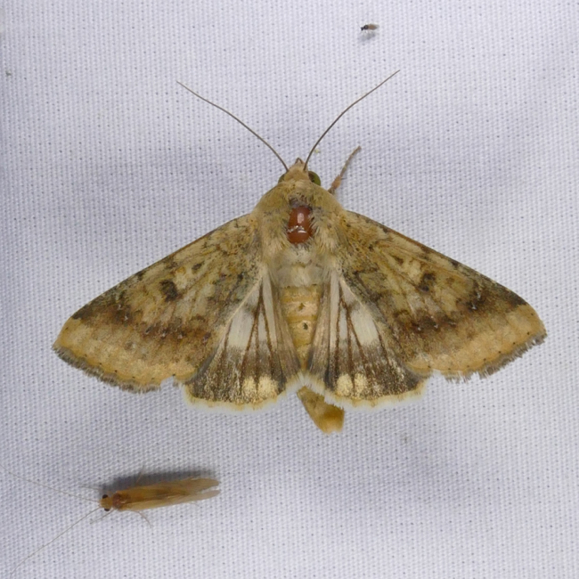 Helicoverpa zea – Corn Earworm Moth | Prairie Haven