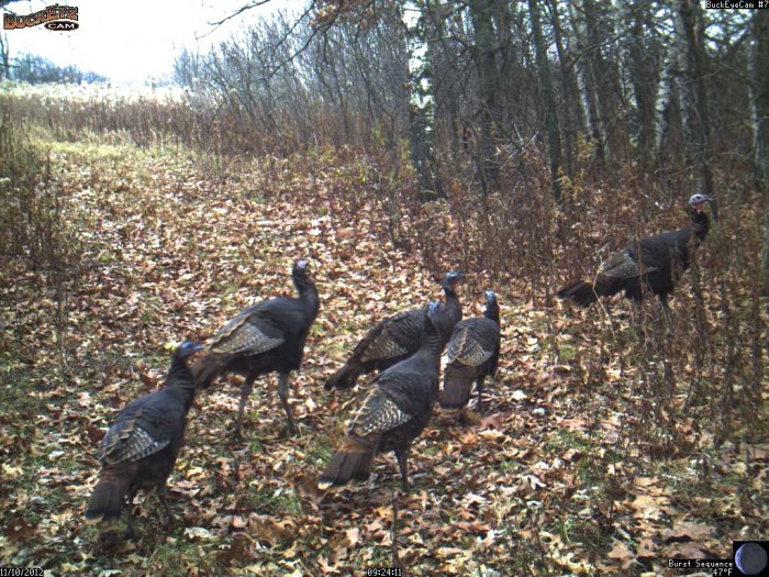 11-10-12 turkeys