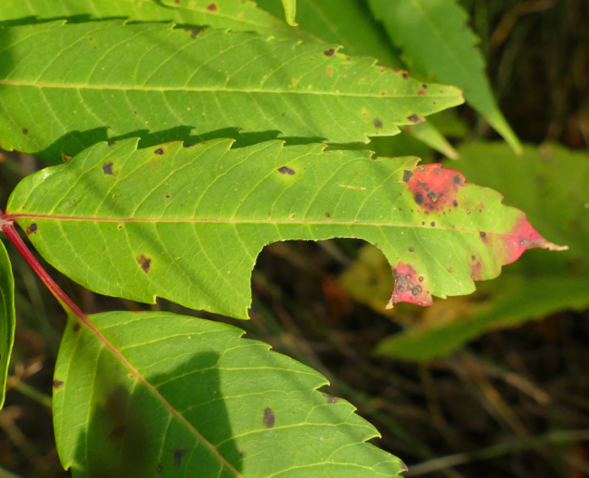 leafcutter bee sumac leaf 8-31-14
