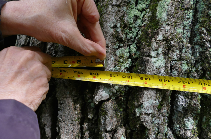 measuring the oak
