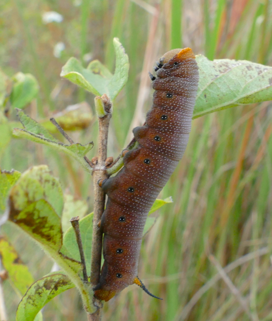Hemaris diffinis caterpillar 9-25-14