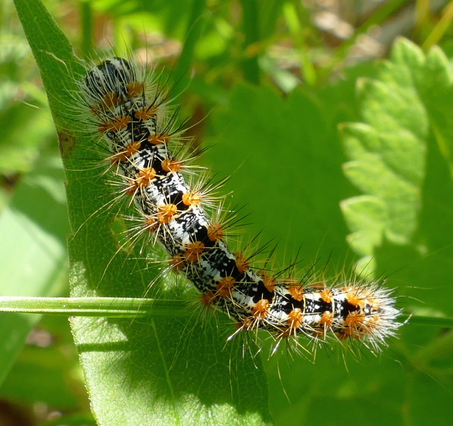 Simyra insularis caterpillar 6-19-15 1