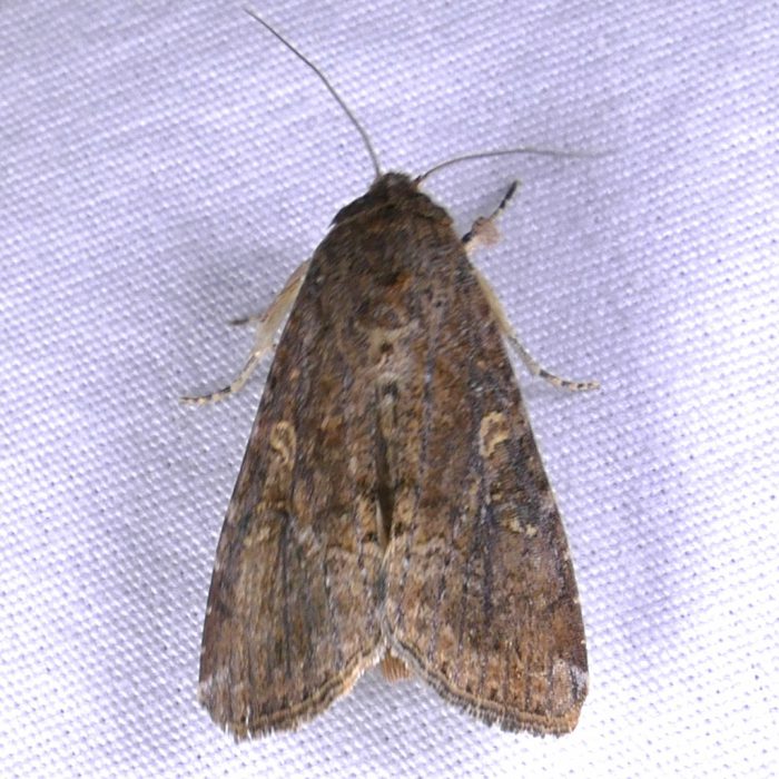 spodoptera-frugiperda-t-10-4-16-1