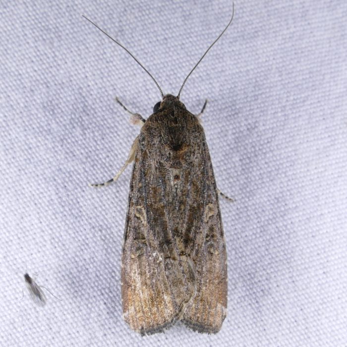 spodoptera-frugiperda-t-10-4-16-2