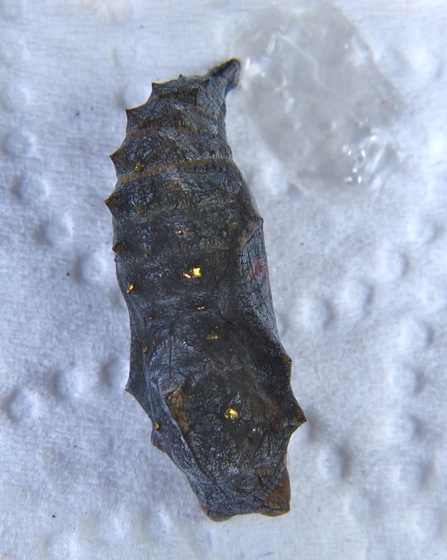 6-11-12 chrysalis about to hatch