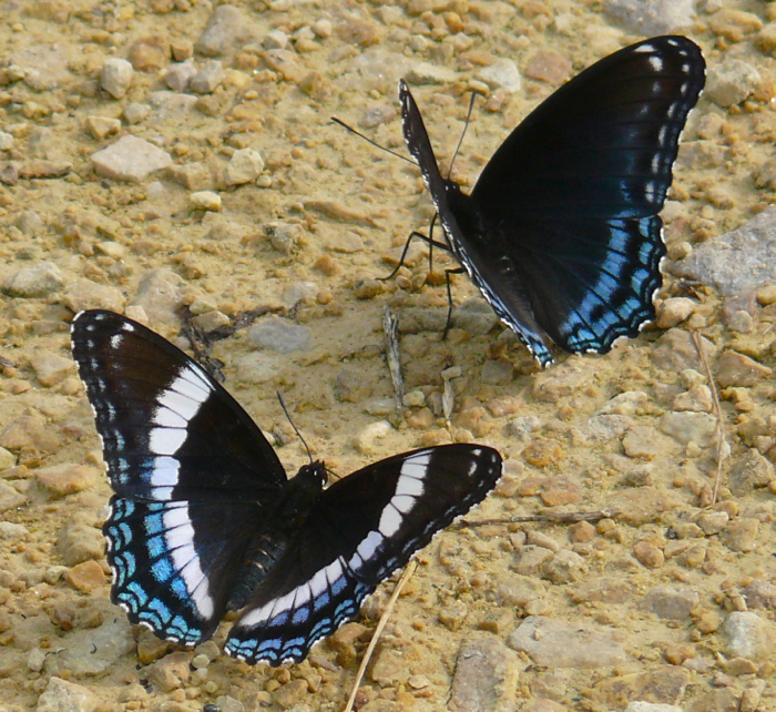 Red-spotted Purple and White Admiral 6-3-2010