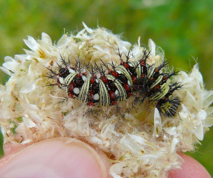 american-lady-caterpillar-in-nest-9-10-10-2