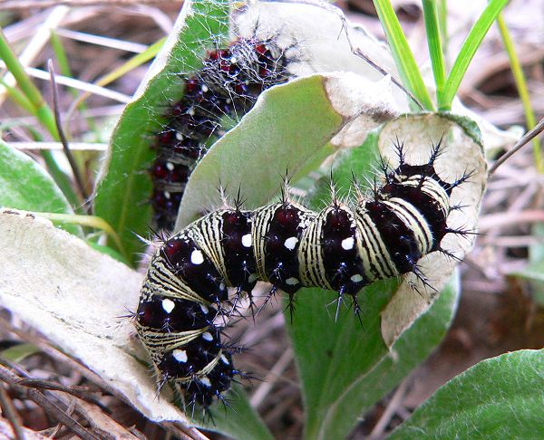 american painted lady caterpillars