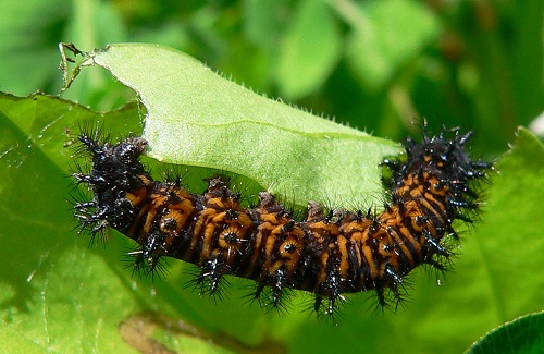 baltimore checkerspot caterpillar