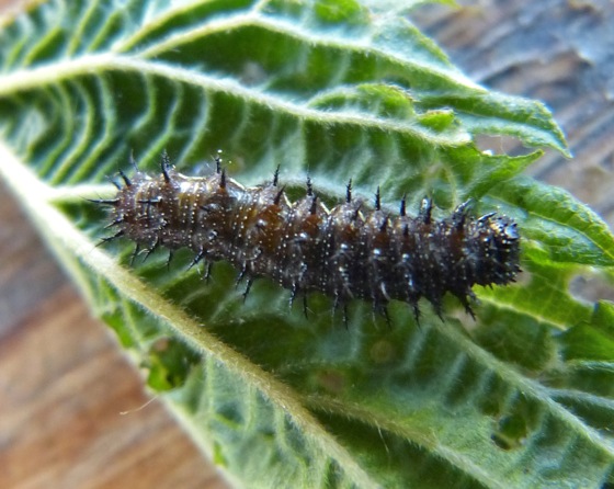 caterpillar 5-21-12 1