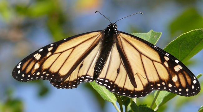 light monarch 1 - 9-5-10