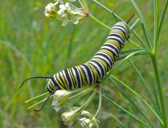 monarch caterpillar 7-12-09 2