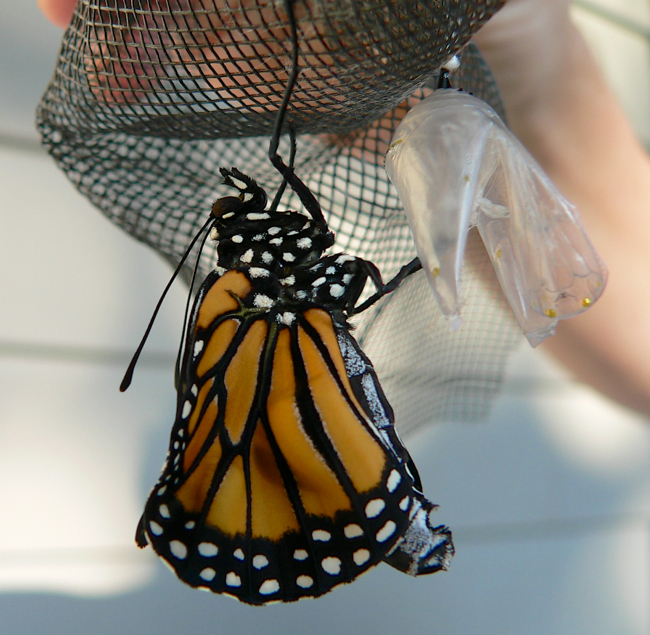 monarch emerging 8-10-05 1