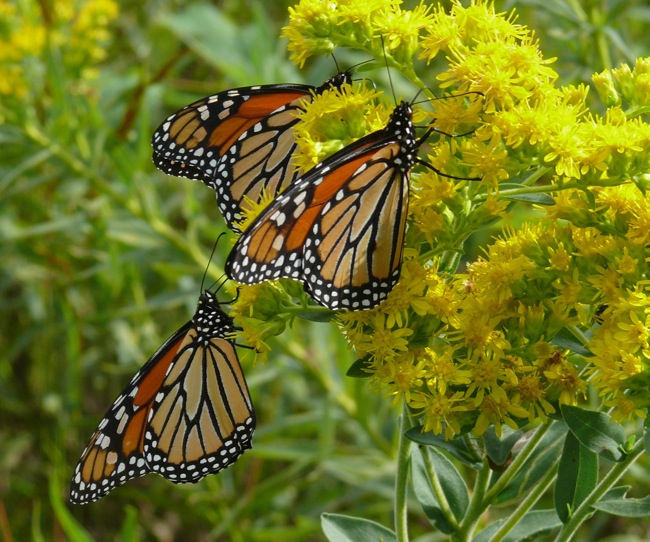 monarchs on stiff goldenrod
