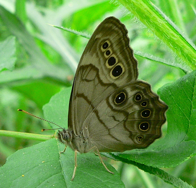 northern pearly eye 6-15-06 1