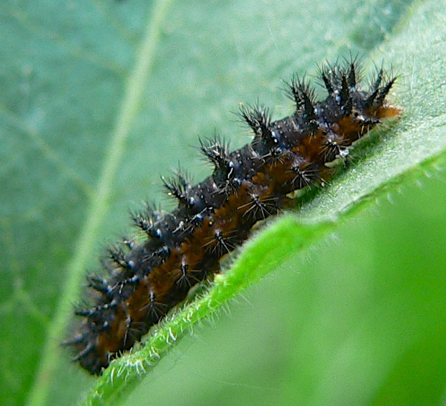 silvery checkerspot caterpillar 6-3-06 1