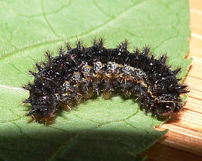silvery checkerspot caterpillar 6-4-06 2
