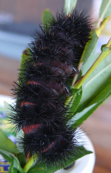 Lifecycle Hypercompe Scribonia Giant Leopard Moth Prairie Haven