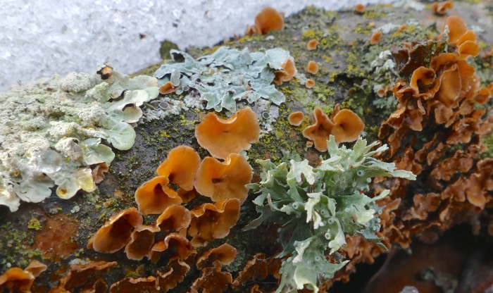 lichens and fungi