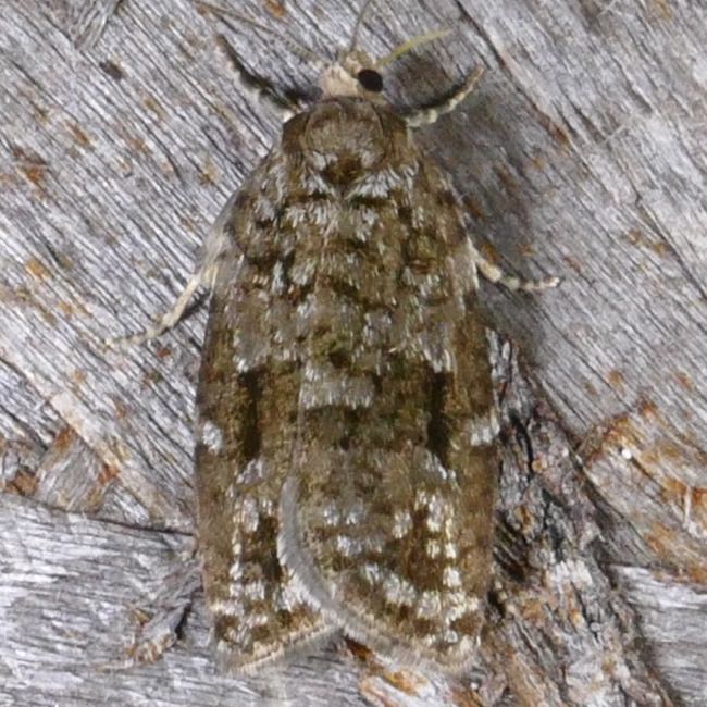 Choristoneura fumiferana – Spruce Budworm | Prairie Haven
