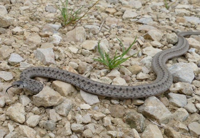 Brown Snake 8-13-15 1