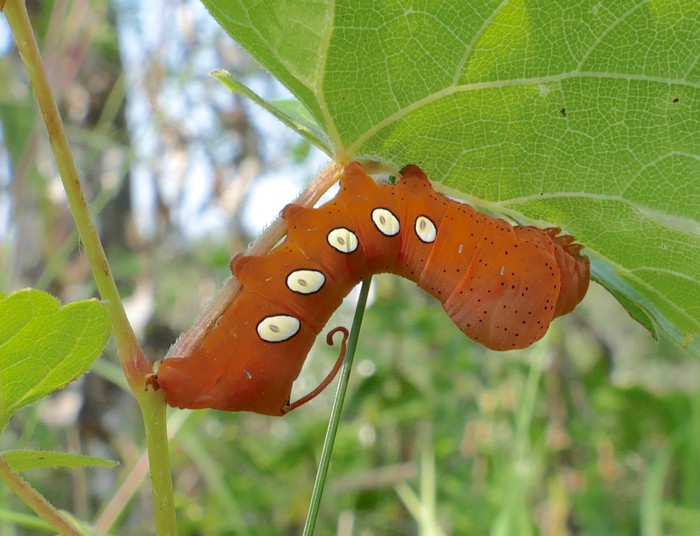 Eumorpha pandorus caterpillar 8-22-15 3