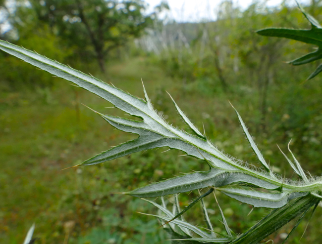 Thistle - back of c. discolor