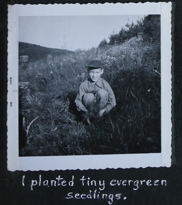 Planting pines August 1957