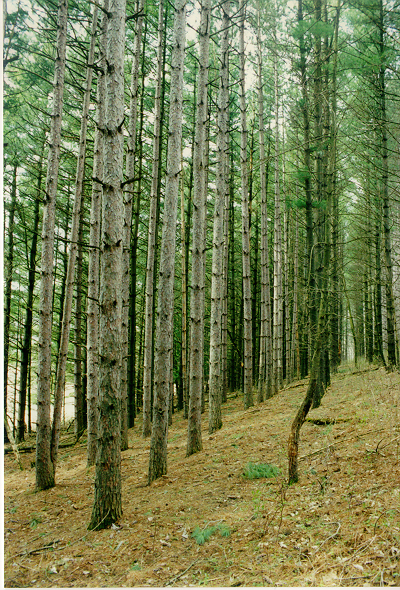 White pines 2000