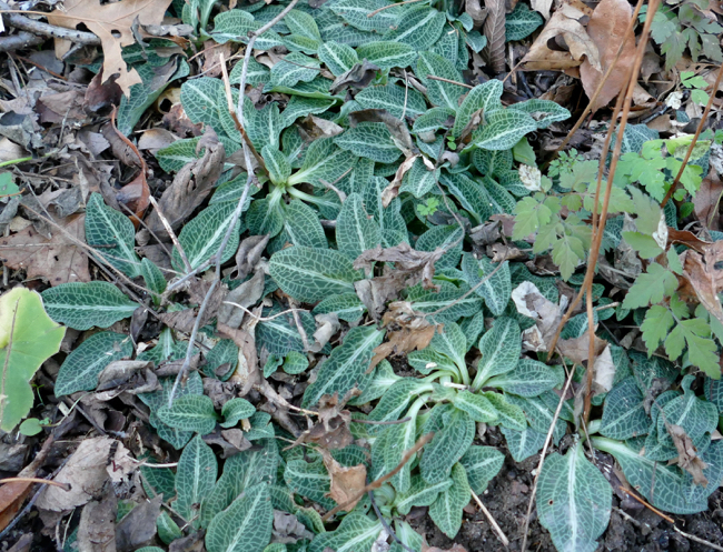 Goodyera pubescens 11-13-15