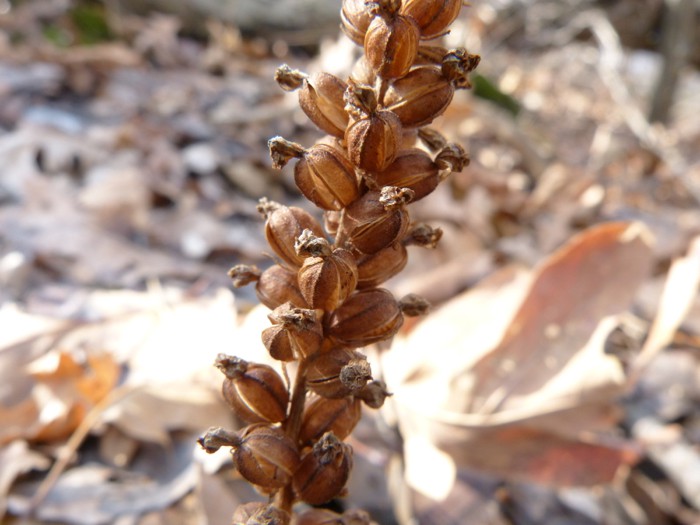Goodyera pubescens 3-31-14 1