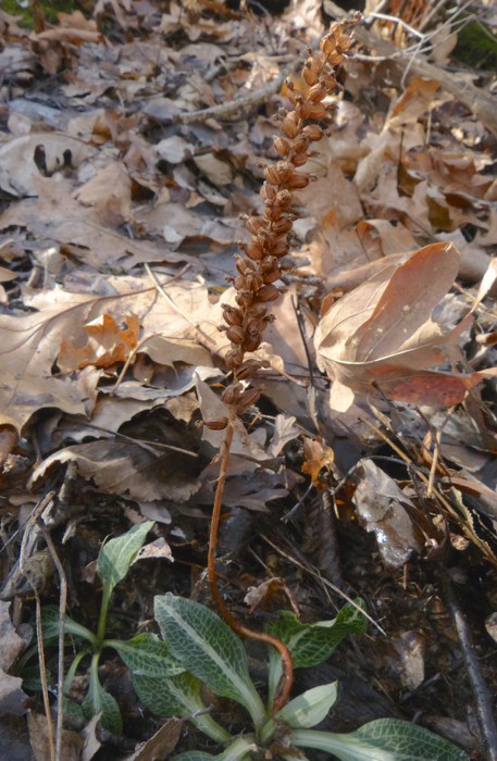 Goodyera pubescens 3-31-14 2
