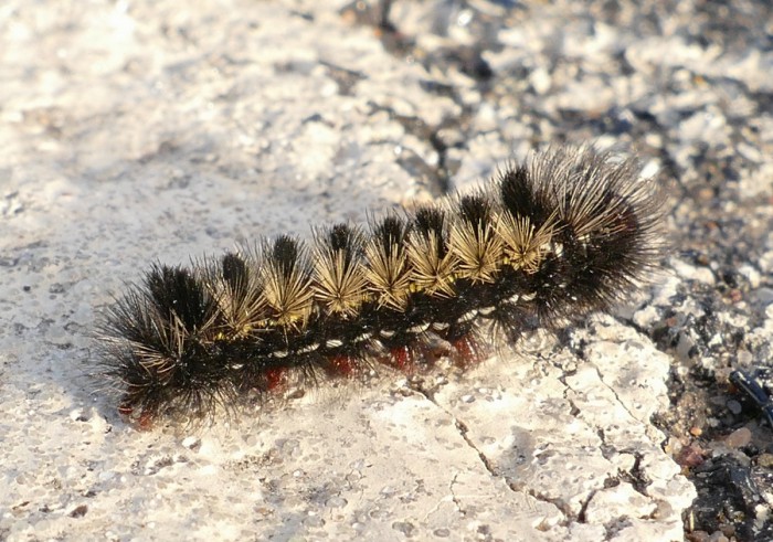 ctenucha caterpillar 2-26-16