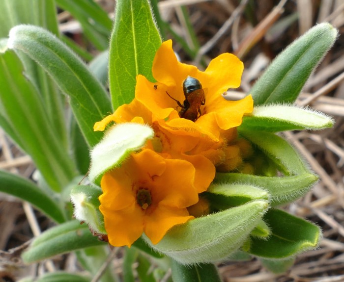 Puccoon with bee 4-17-16 1