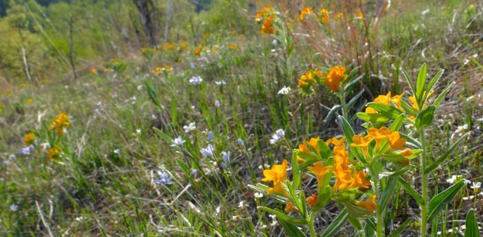 prairie flowers