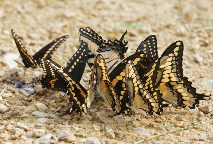 swallowtails
