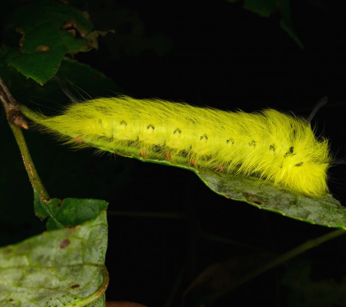 Apatelodes torrefacta larva 8-20-16 1