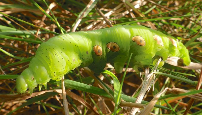 Eumorpha pandorus larva 8-21-16 1