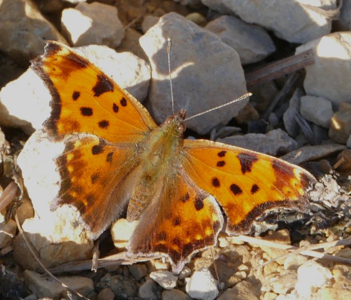 eastern-comma