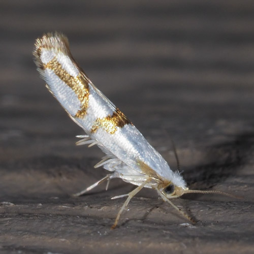 Moths | Prairie Haven
